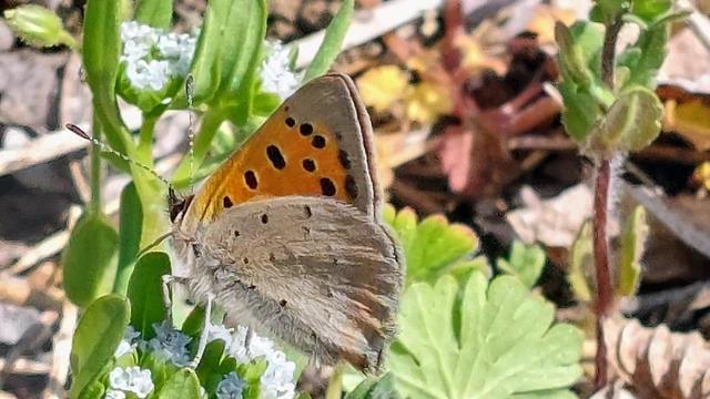 Lycaena phlaeas - közönséges tűzlepke