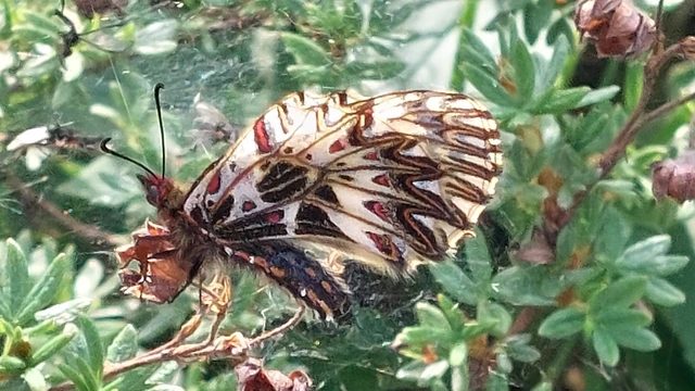 Zerynthia polyxena - farkasalmalepke