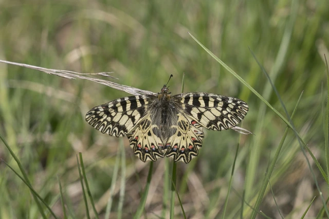 Zerynthia polyxena - farkasalmalepke