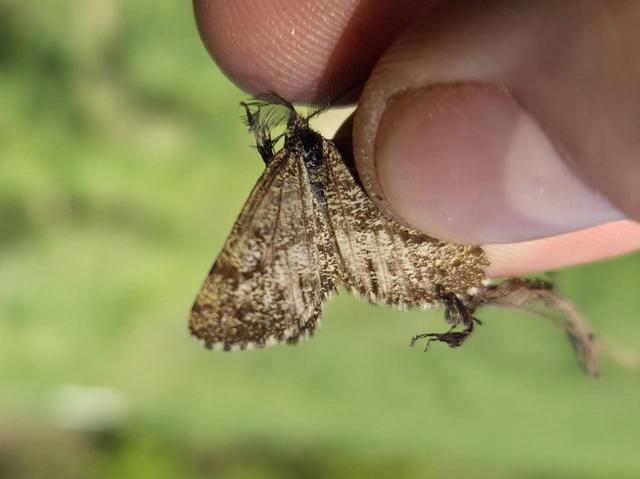Ematurga atomaria - barna rétiaraszoló