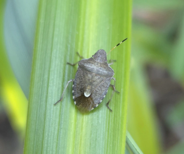 Peribalus strictus - tavaszi címerespoloska