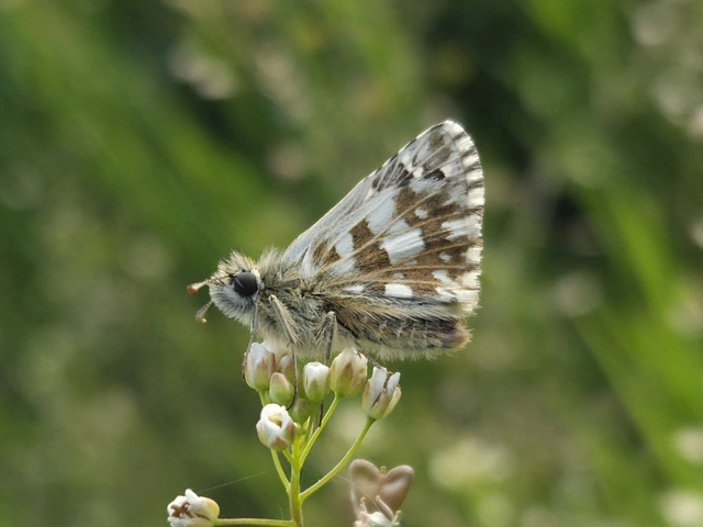 Pyrgus armoricanus - feles busalepke