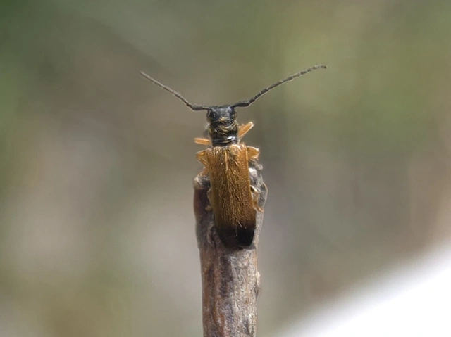 Tetrops praeustus - közönséges négyszeműcincér