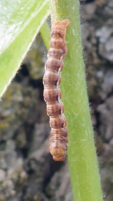 Erannis defoliaria - nagy téliaraszoló