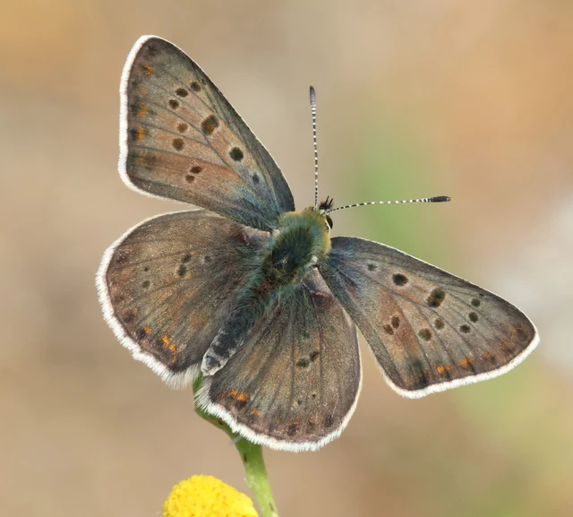 Lycaena tityrus - barna tűzlepke