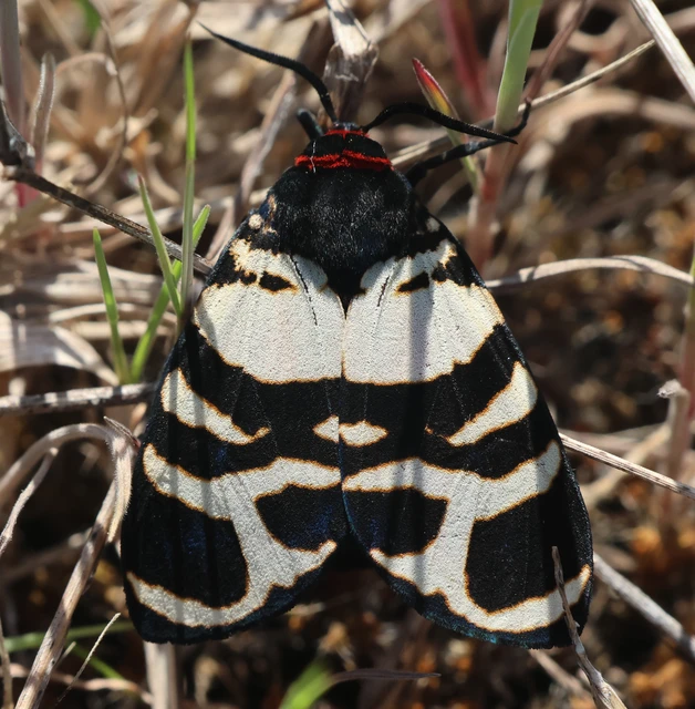 Arctia festiva - díszes medvelepke