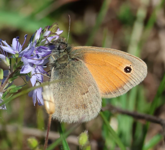 Coenonympha pamphilus - kis szénalepke