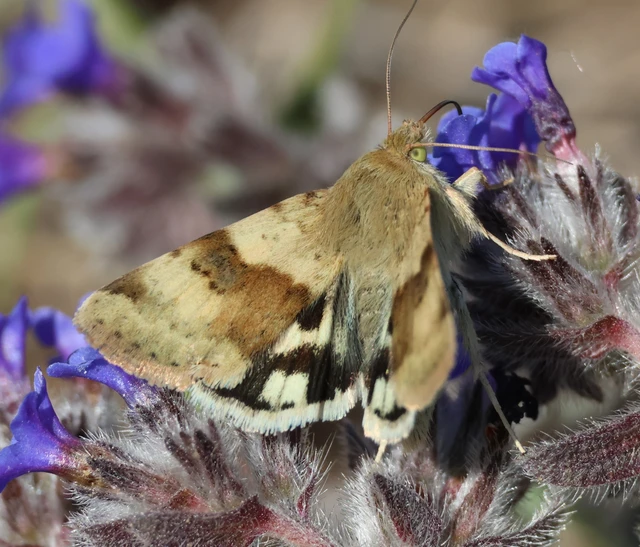 Heliothis viriplaca - mácsonyabagoly