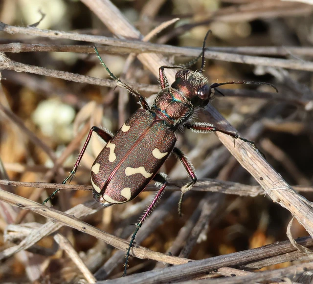 Cicindela soluta pannonica - pannon homokfutrinka