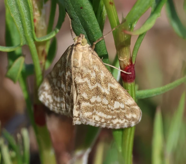 Evergestis frumentalis - tavaszi dudvamoly