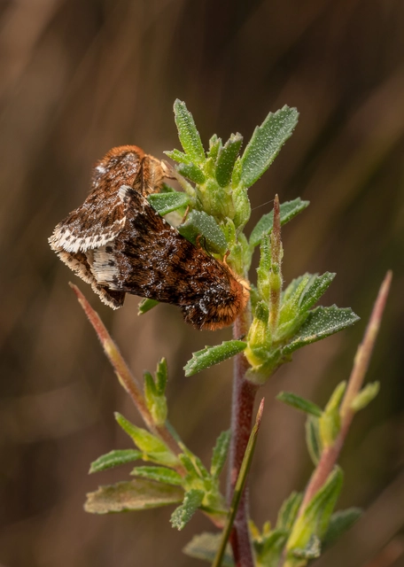 Apaustis rupicola - kakukkfű-törpebagoly Apaustis rupicola - kakukkfű-törpebagoly