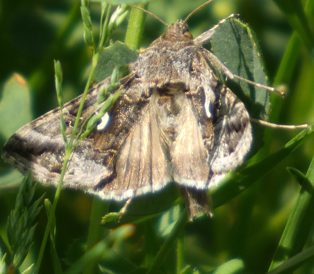 Autographa gamma - gammalepke