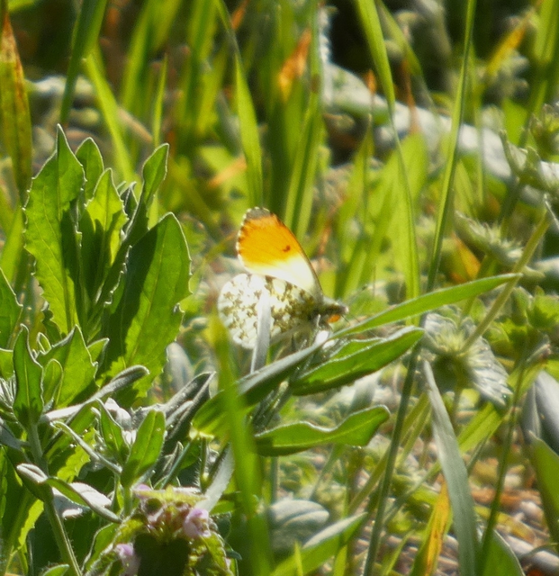 Anthocharis cardamines - hajnalpírlepke
