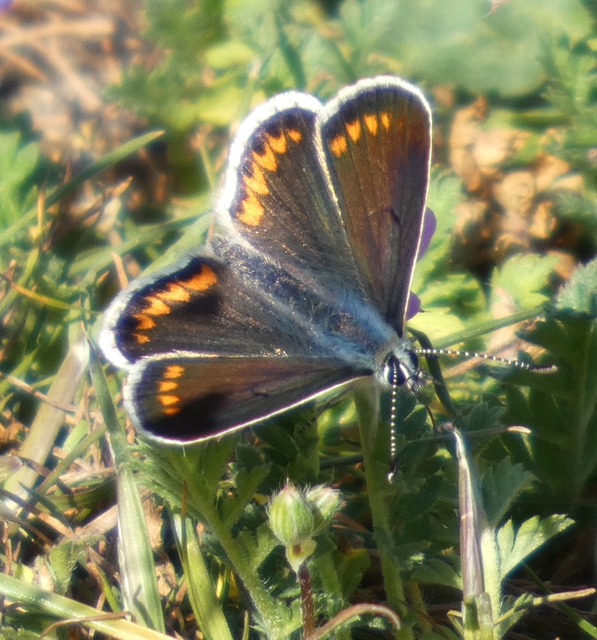 Aricia agestis - szerecsenboglárka