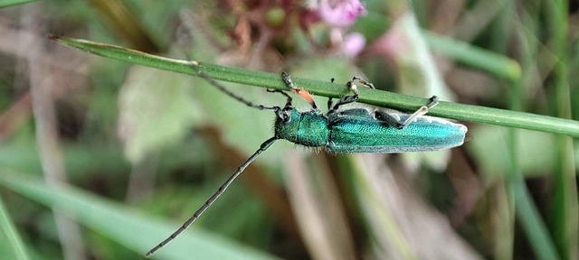 Phytoecia caerulea - fémzöld fűcincér