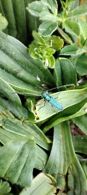 Phytoecia caerulea - fémzöld fűcincér