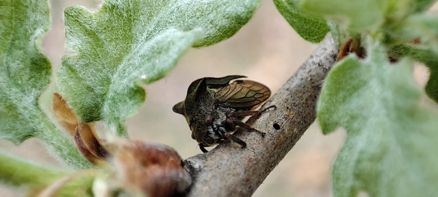 Centrotus cornutus - szarvaskabóca
