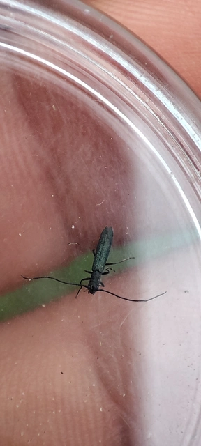 Theophilea subcylindricollis - hengeres szalmacincér