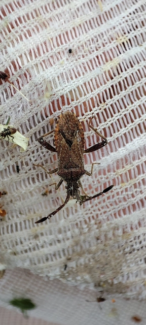 Coriomeris