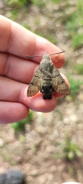 Macroglossum stellatarum - kacsafarkú szender
