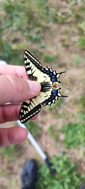 Papilio machaon - fecskefarkú lepke