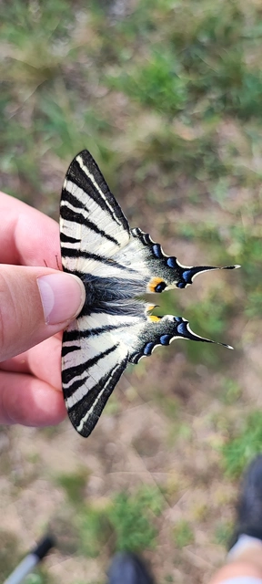 Iphiclides podalirius - kardoslepke