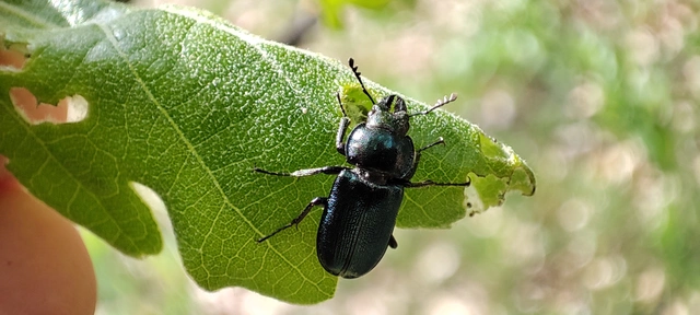 Platycerus caraboides - kis fémesszarvasbogár