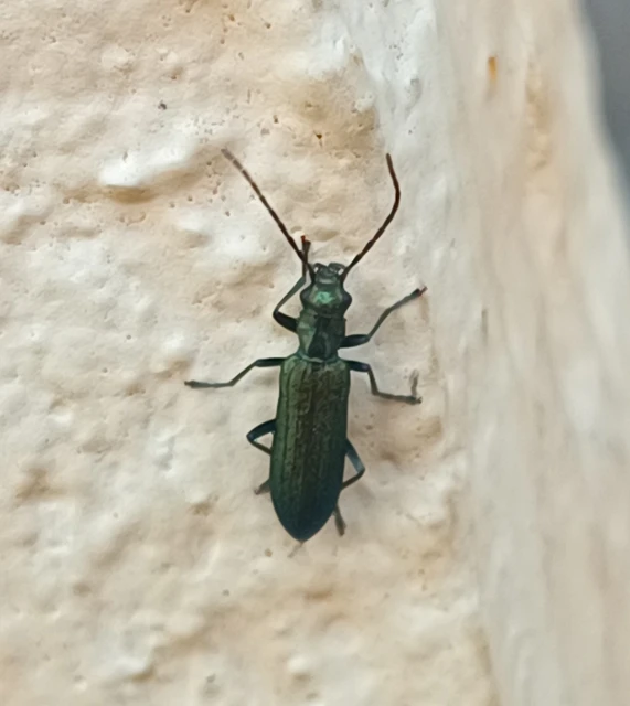 Ischnomera