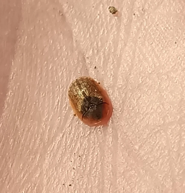Hypocassida
