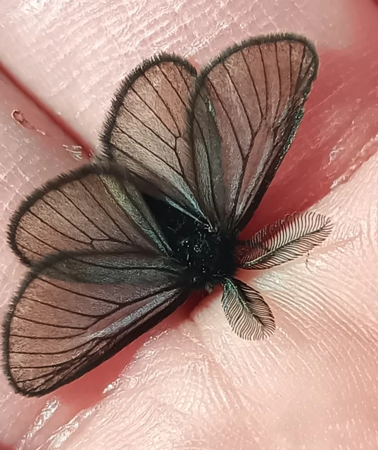 Pentophera morio - réti gyapjaslepke