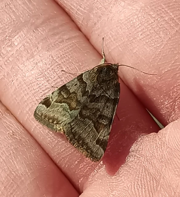 Euclidia glyphica - közönséges nappalibagoly