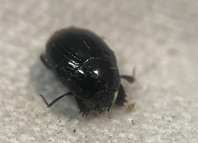 Chalcionellus decemstriatus