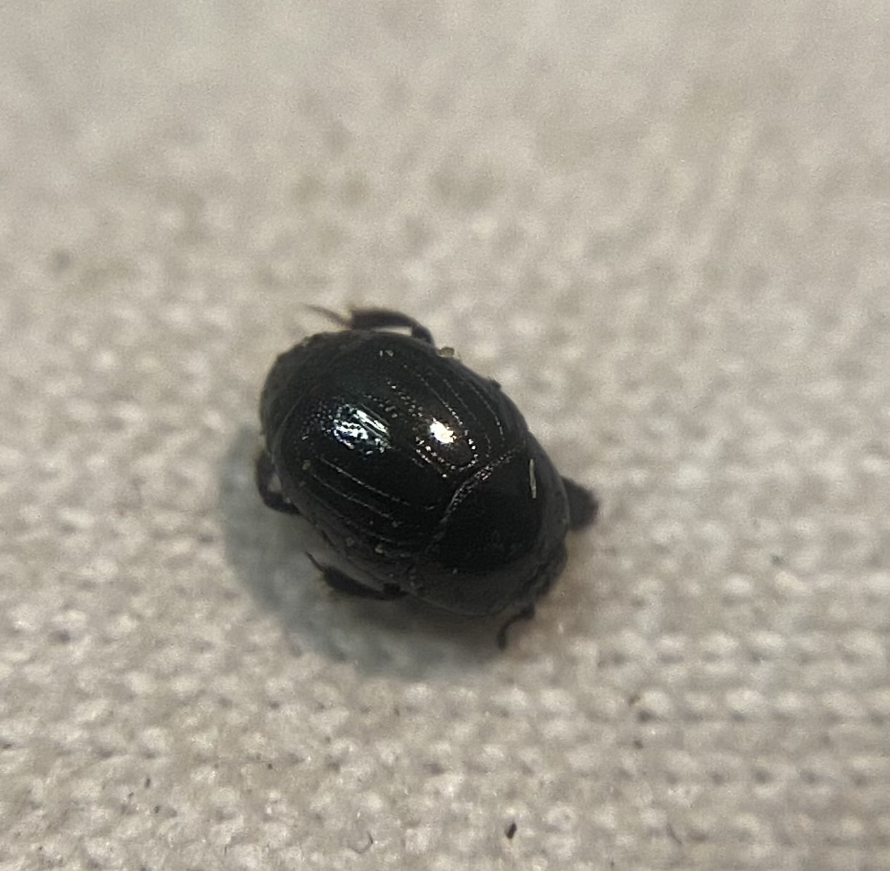 Chalcionellus decemstriatus