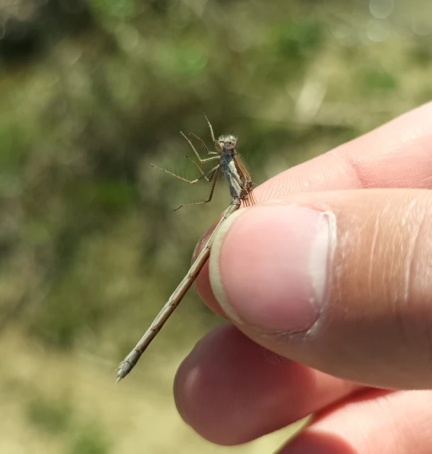 Sympecma fusca - téli rablószitakötő Sympecma fusca - téli rablószitakötő