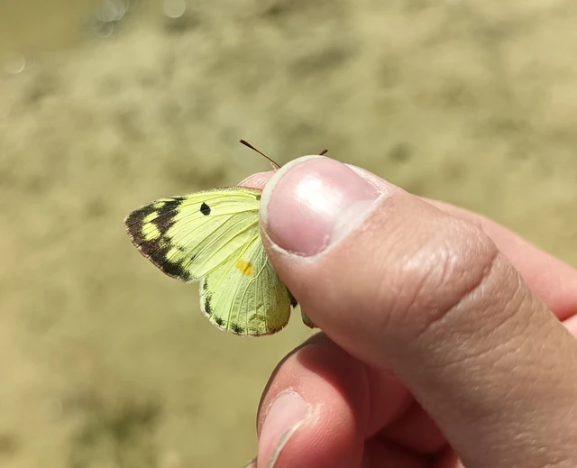 Colias alfacariensis - déli kéneslepke