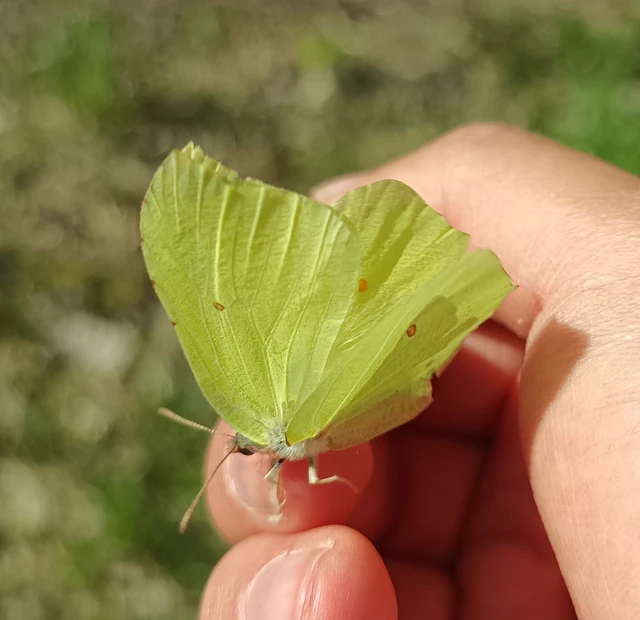 Gonepteryx rhamni - citromlepke