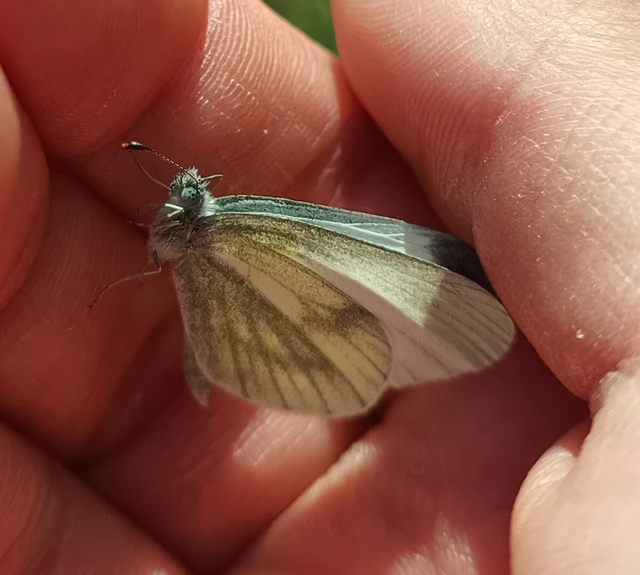 Leptidea sinapis - mustárlepke