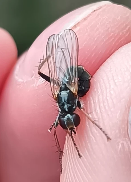 Cordilura