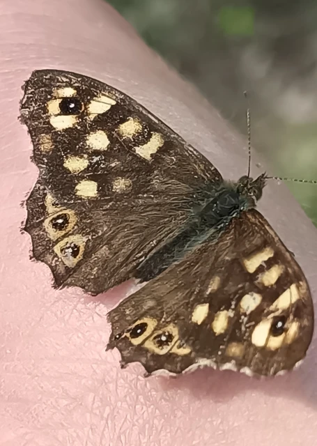 Pararge aegeria tircis - erdei szemeslepke