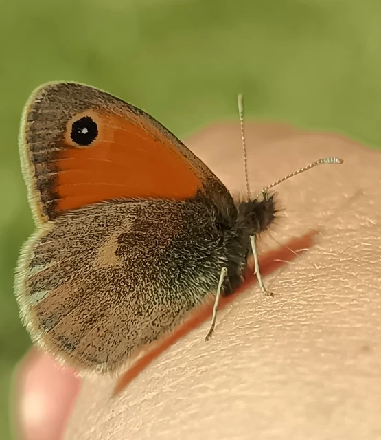 Coenonympha pamphilus - kis szénalepke