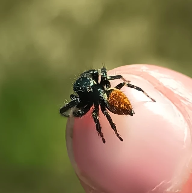 Carrhotus xanthogramma - rozsdás ugrópók