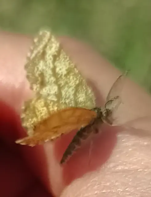Ematurga atomaria - barna rétiaraszoló