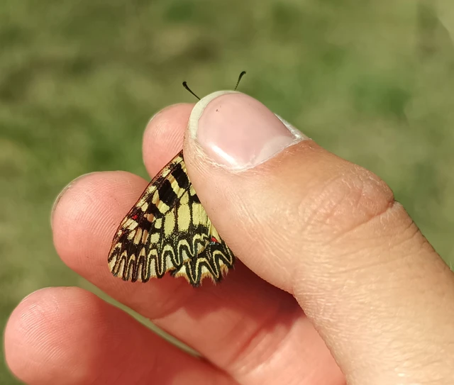 Zerynthia polyxena - farkasalmalepke