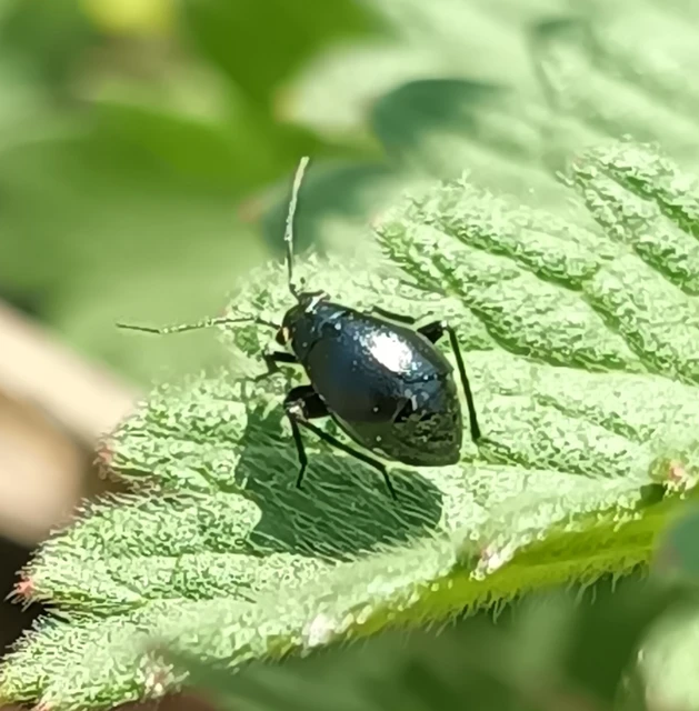 Euryopicoris nitidus