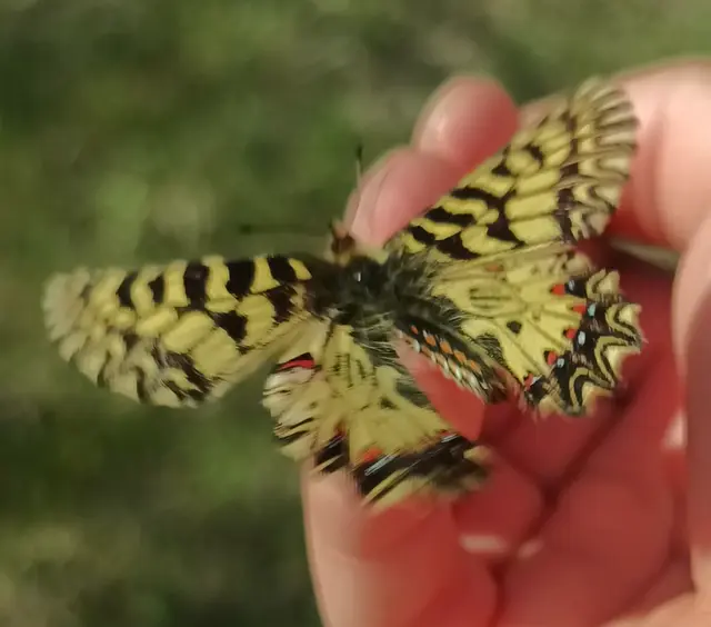 Zerynthia polyxena - farkasalmalepke