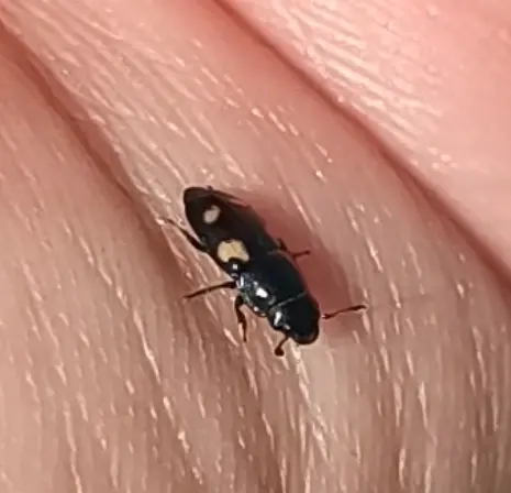 Glischrochilus quadrisignatus - amerikai fénybogár Glischrochilus quadrisignatus - amerikai fénybogár