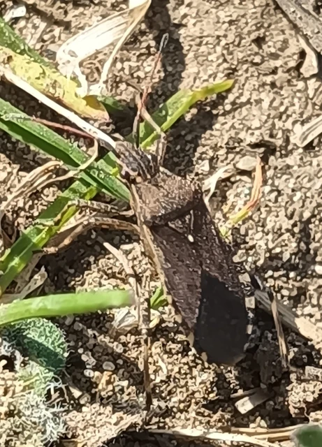 Ceraleptus