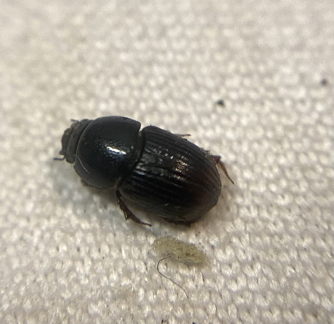 Otophorus haemorrhoidalis