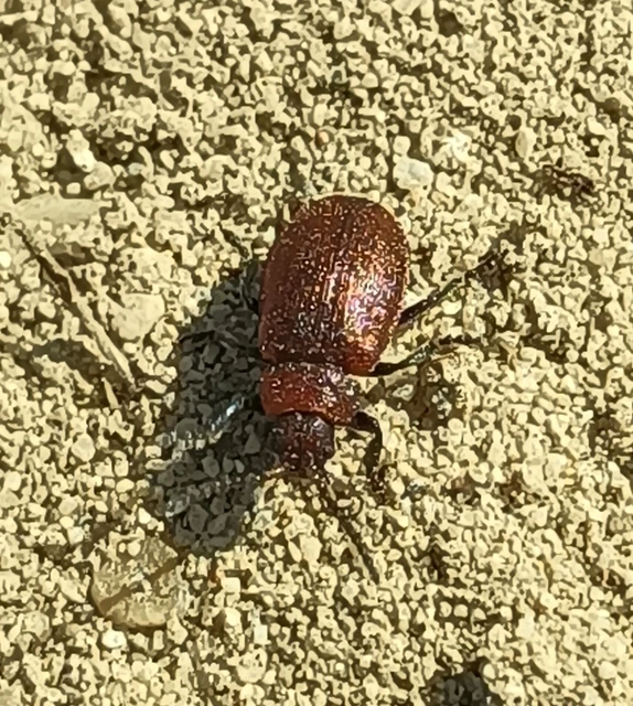 Galeruca rufa - vörös olajosbogár