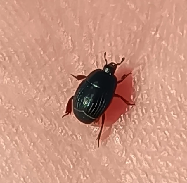 Histeridae - sutabogárfélék